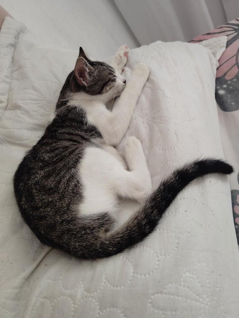 Mel, gata de porte pequeno para adoção em Fortaleza - CE — foto 3 de 5