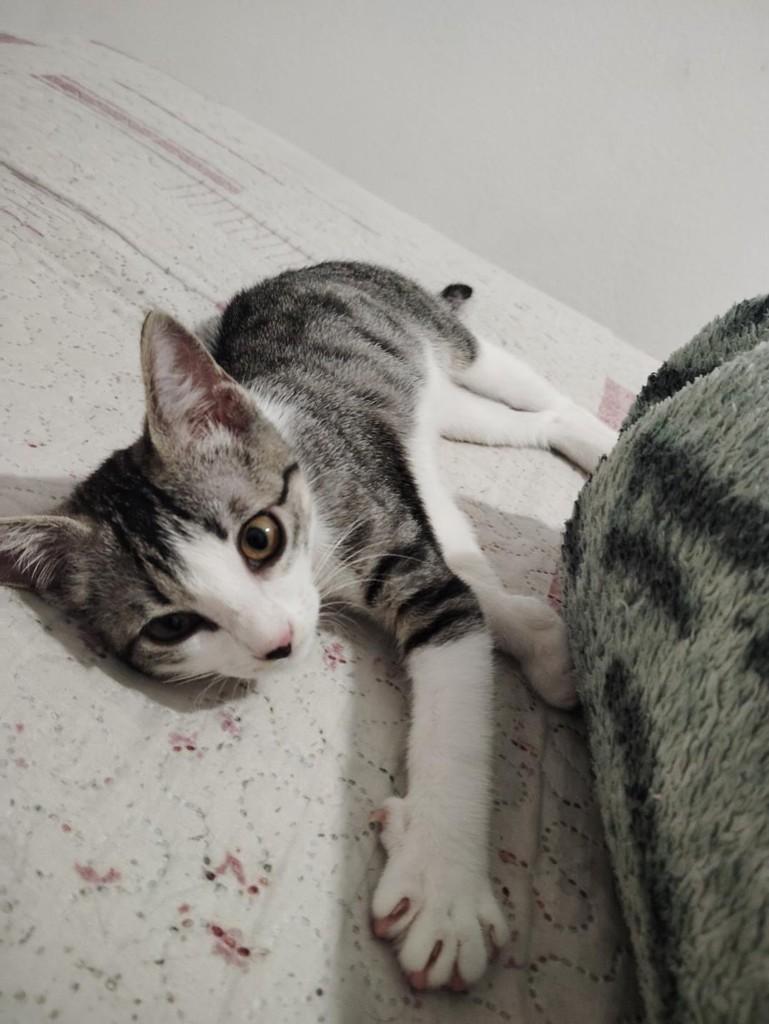 Mel, gata de porte pequeno para adoção em Fortaleza - CE — foto 4 de 5