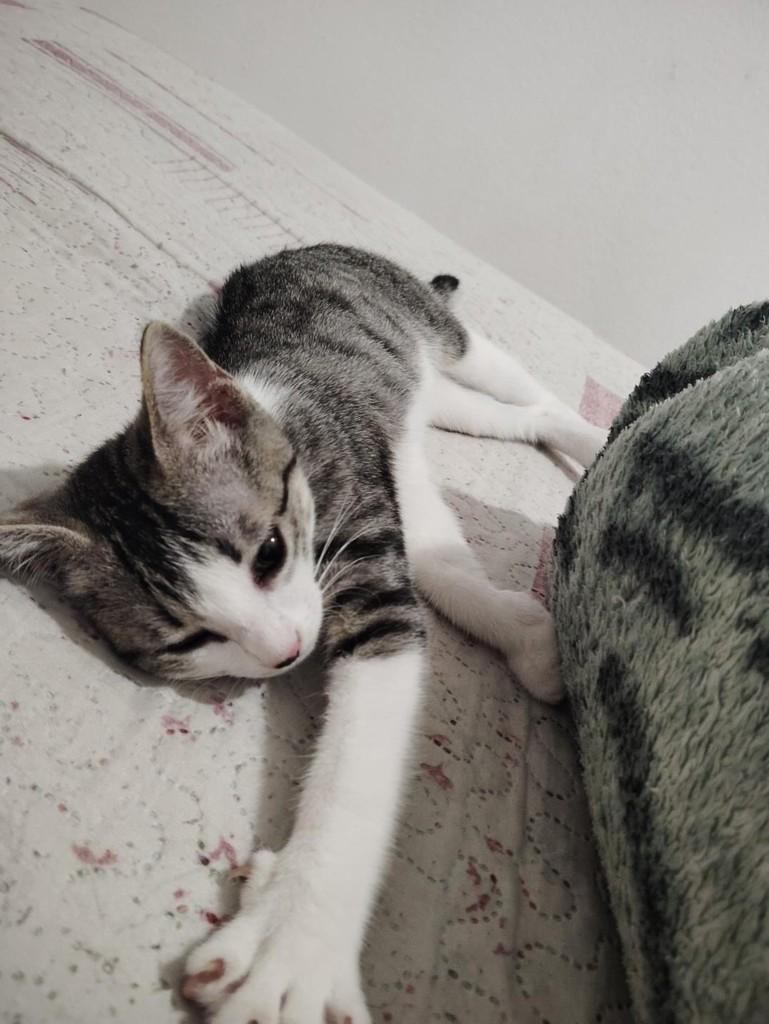 Mel, gata de porte pequeno para adoção em Fortaleza - CE — foto 5 de 5