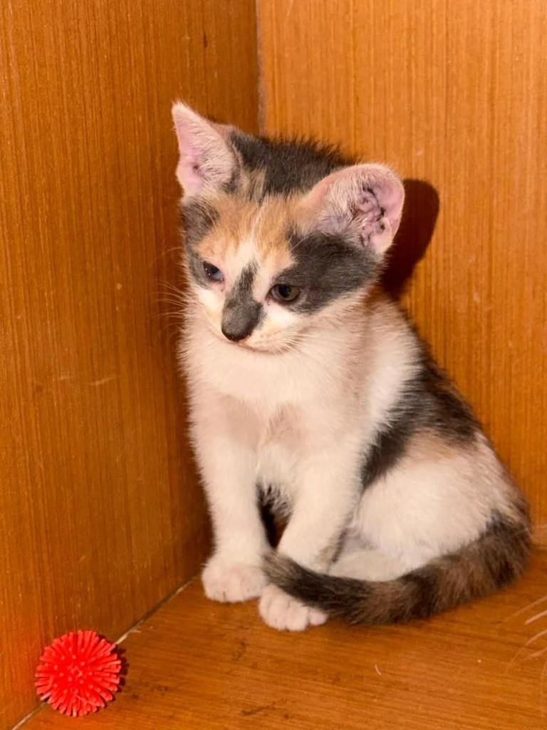 Tricolorzinha, gato de porte pequeno para adoção em Fortaleza - CE