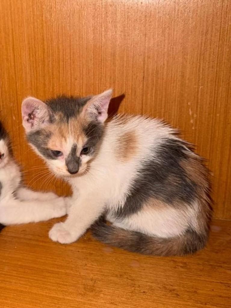 Tricolorzinha, gato de porte pequeno para adoção em Fortaleza - CE — foto 2 de 4