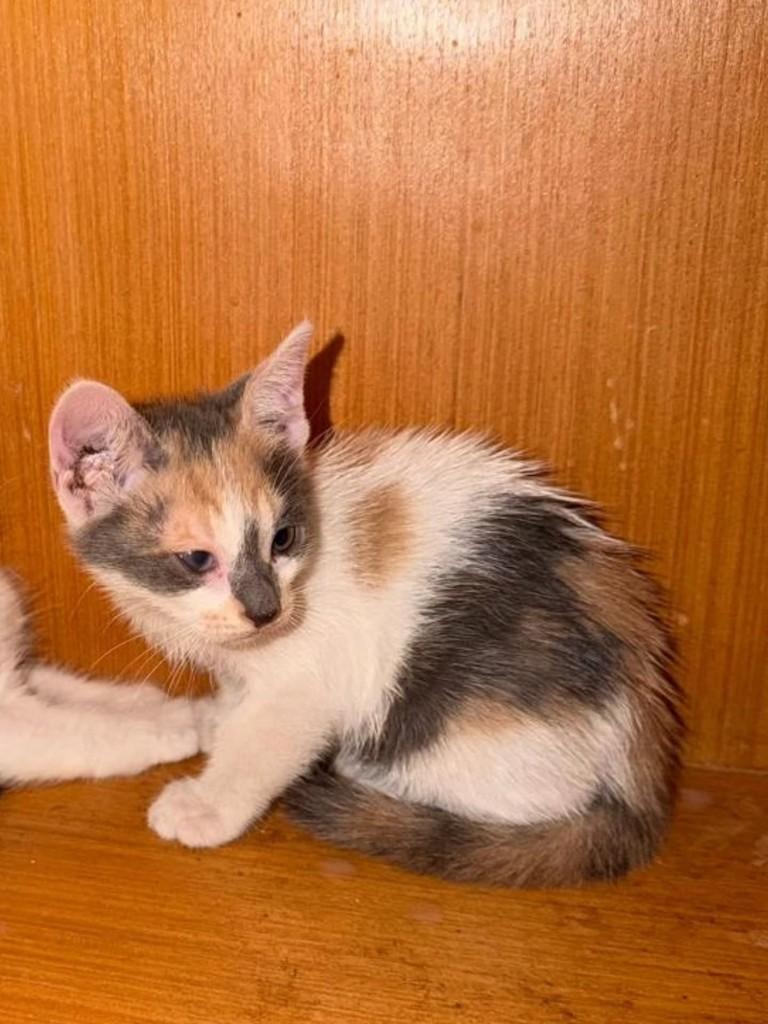 Tricolorzinha, gato de porte pequeno para adoção em Fortaleza - CE — foto 3 de 4