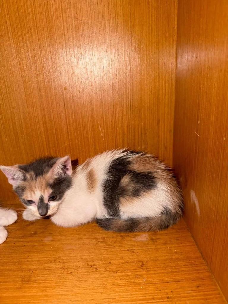 Tricolorzinha, gato de porte pequeno para adoção em Fortaleza - CE — foto 4 de 4