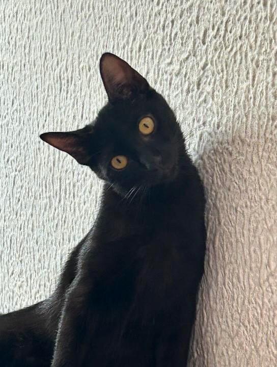 Catarina, gata de porte pequeno para adoção em Fortaleza - CE