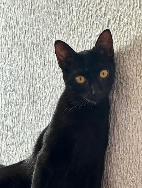 Catarina, gata de porte pequeno para adoção em Fortaleza - CE — foto 2 de 3