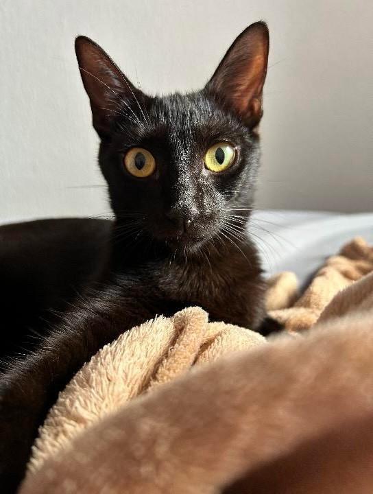 Catarina, gata de porte pequeno para adoção em Fortaleza - CE — foto 3 de 3