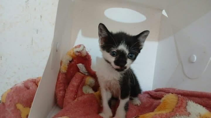 Lua, gata de porte pequeno para adoção em Fortaleza - CE