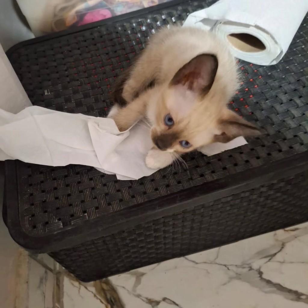 Siamesinha, gato de porte pequeno para adoção em Fortaleza - CE