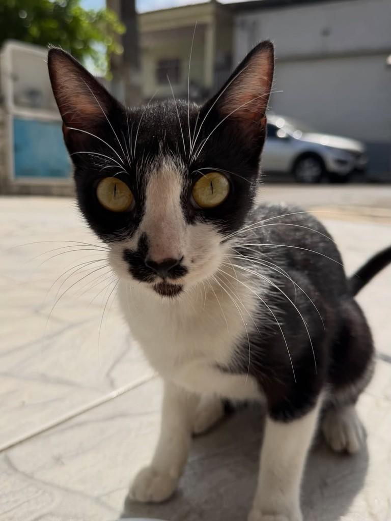 Zenti, gata de porte pequeno para adoção em Fortaleza - CE