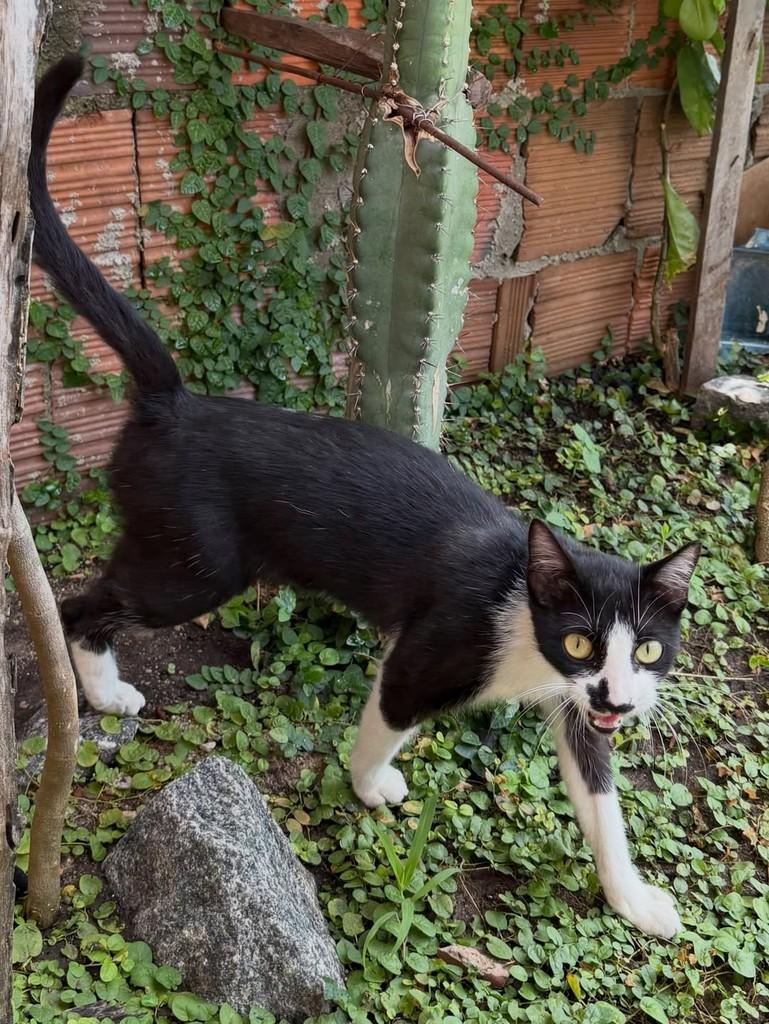 Zenti, gata de porte pequeno para adoção em Fortaleza - CE — foto 2 de 2