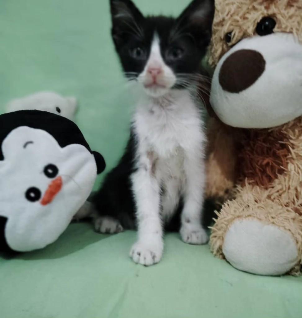 Cristina, gato de porte pequeno para adoção em Fortaleza - CE