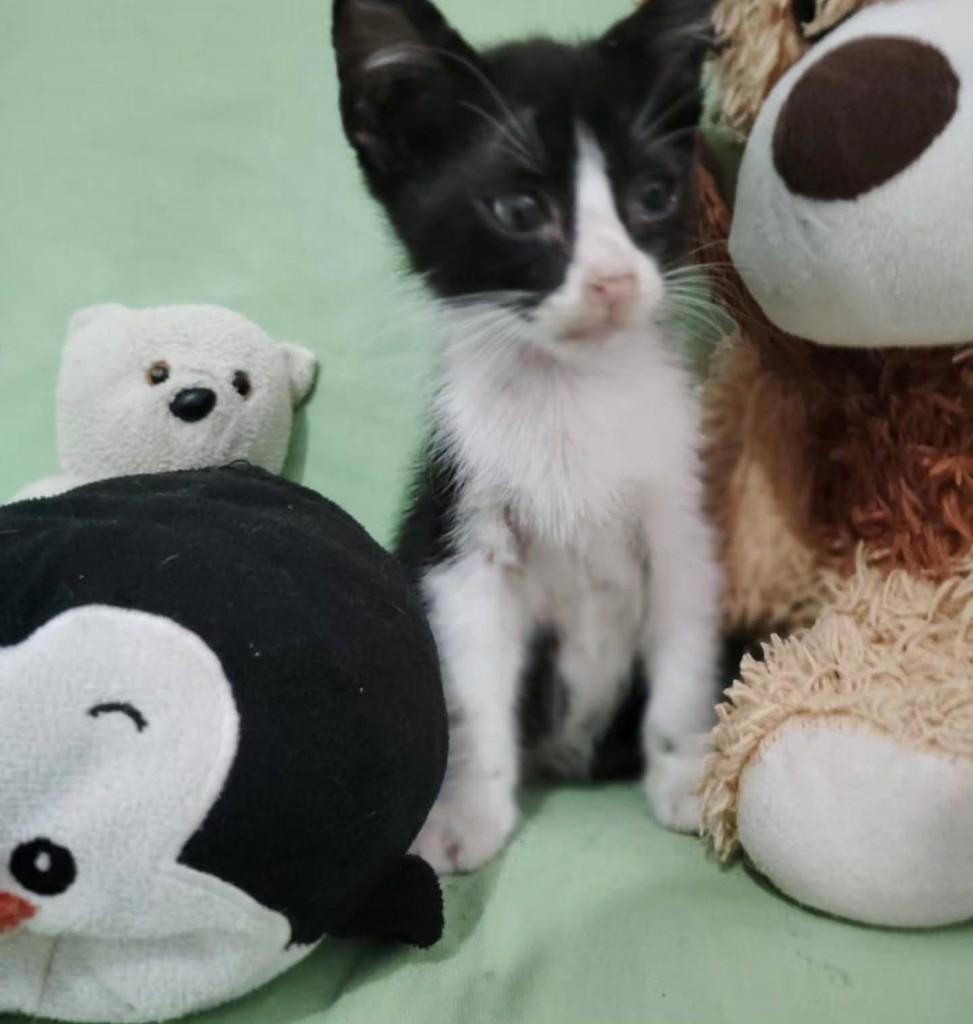 Cristina, gato de porte pequeno para adoção em Fortaleza - CE — foto 2 de 4