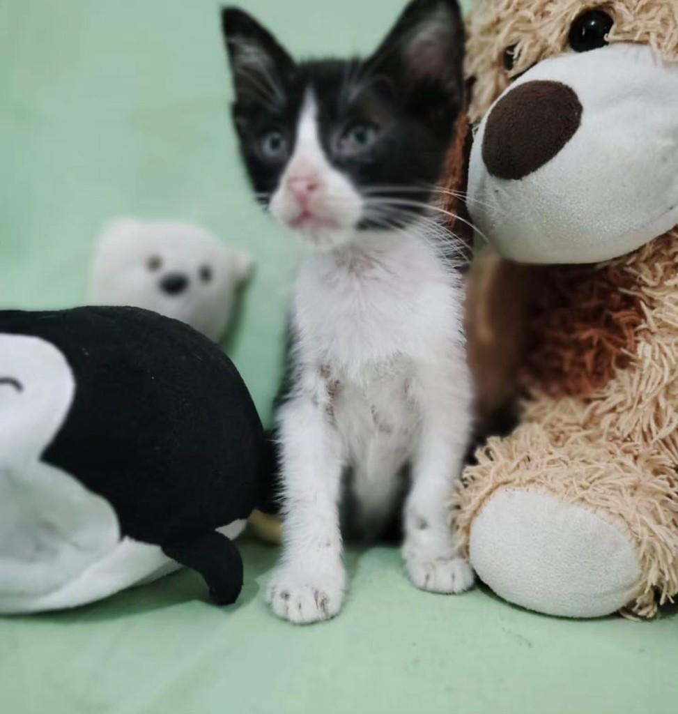 Cristina, gato de porte pequeno para adoção em Fortaleza - CE — foto 3 de 4