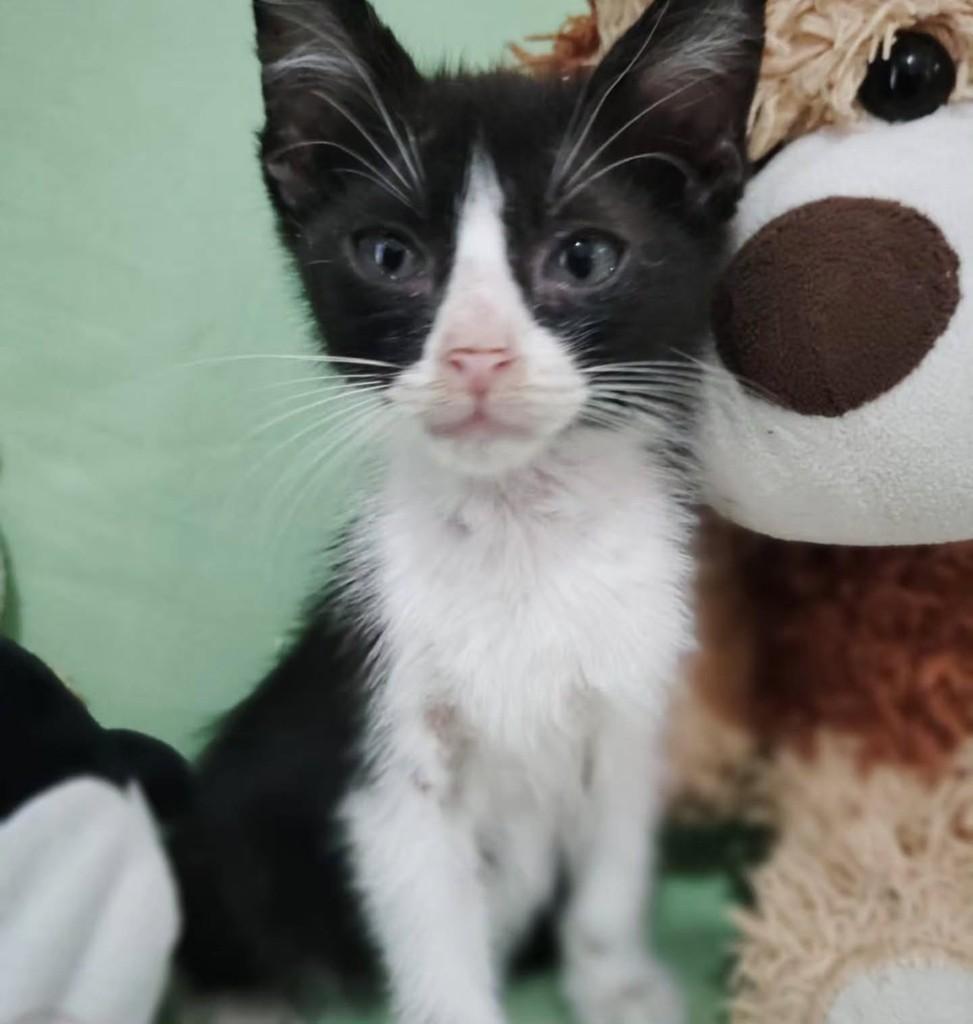 Cristina, gato de porte pequeno para adoção em Fortaleza - CE — foto 4 de 4