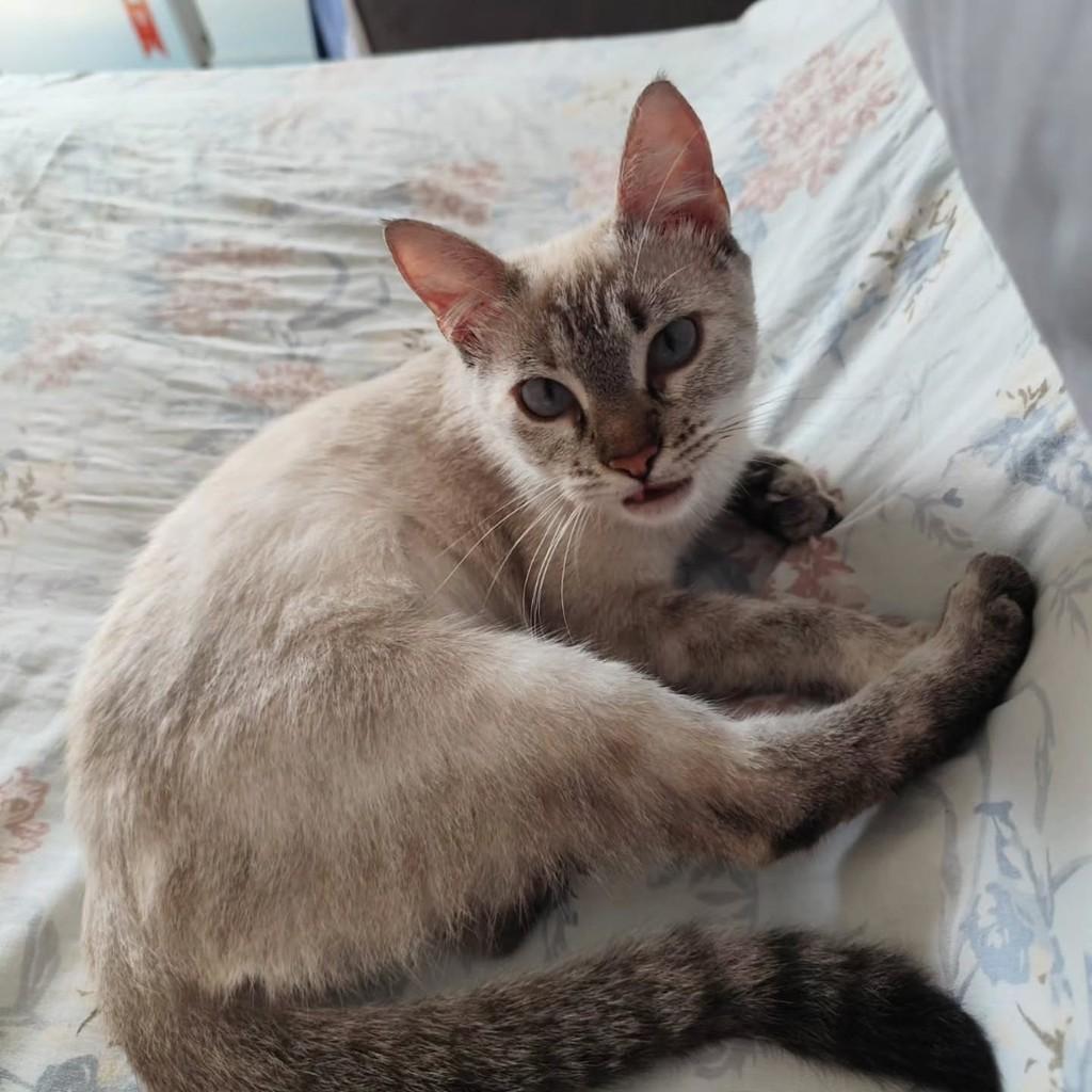 Mingau, gata de porte pequeno para adoção em Fortaleza - CE