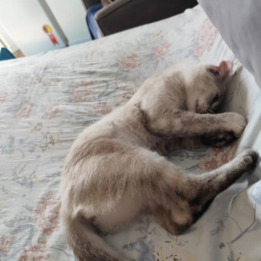 Mingau, gata de porte pequeno para adoção em Fortaleza - CE — foto 2 de 6