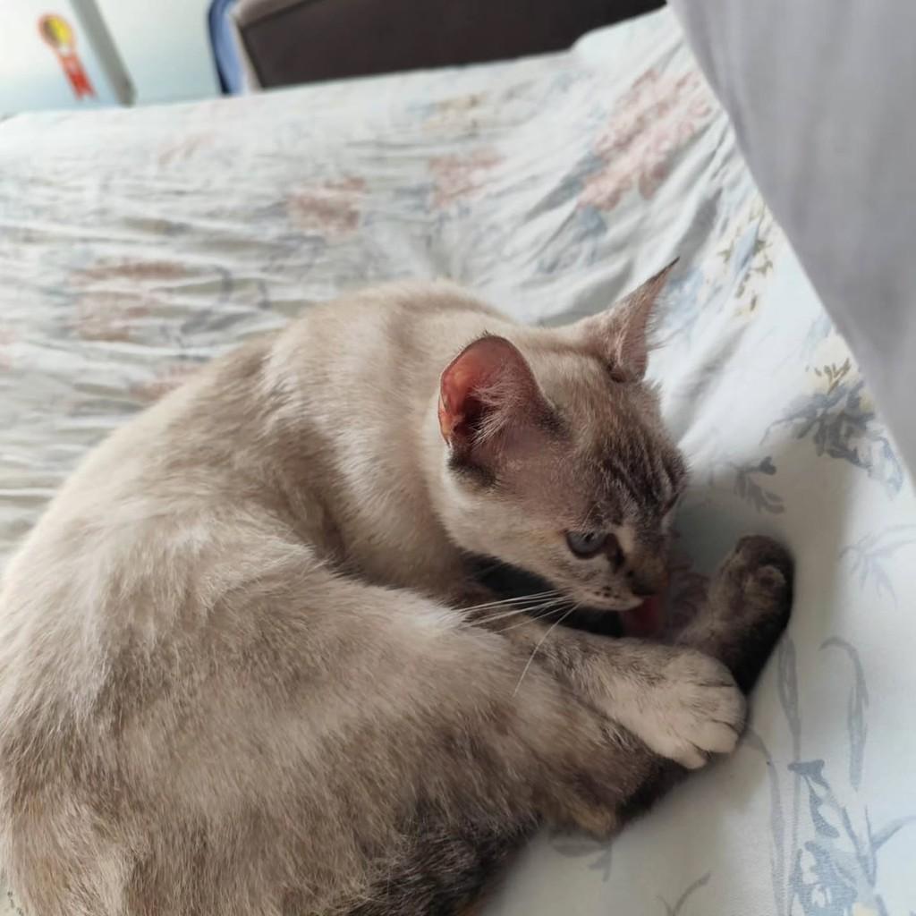 Mingau, gata de porte pequeno para adoção em Fortaleza - CE — foto 3 de 6