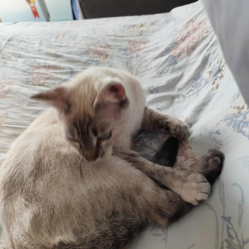 Mingau, gata de porte pequeno para adoção em Fortaleza - CE — foto 4 de 6