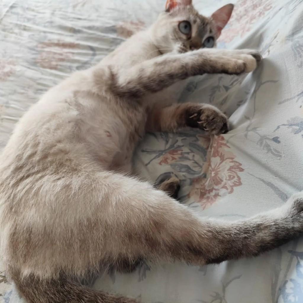 Mingau, gata de porte pequeno para adoção em Fortaleza - CE — foto 5 de 6