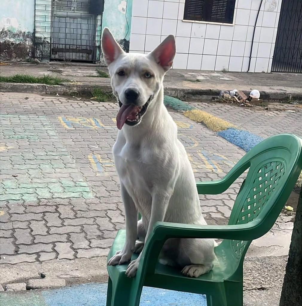 Zeus, cachorro de porte médio para adoção em Fortaleza - CE