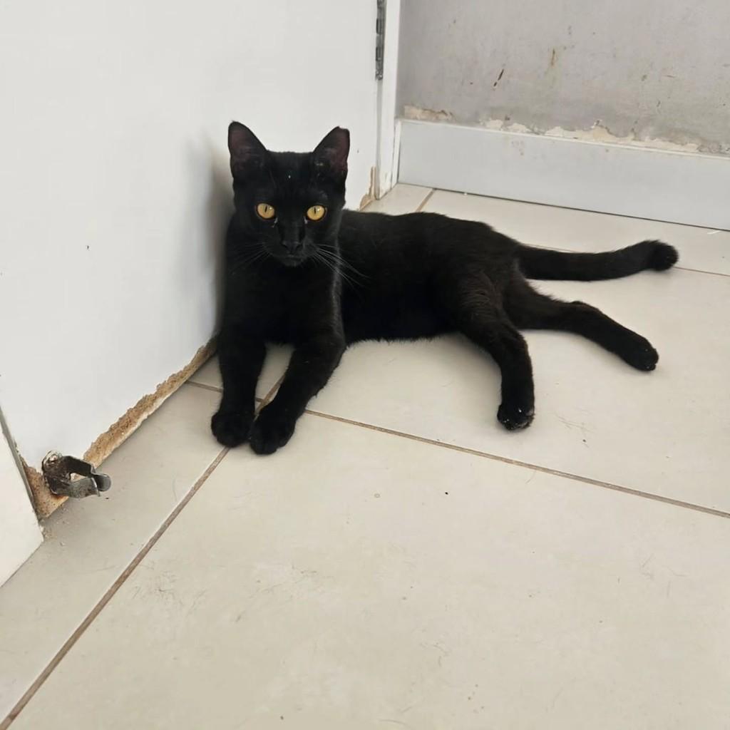 Luquinha, gato de porte pequeno para adoção em Fortaleza - CE