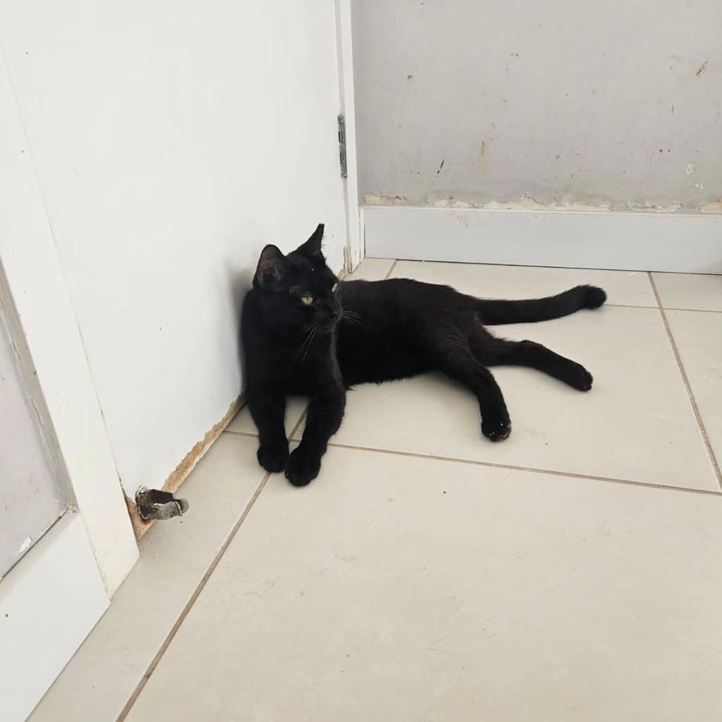 Luquinha, gato de porte pequeno para adoção em Fortaleza - CE — foto 2 de 5