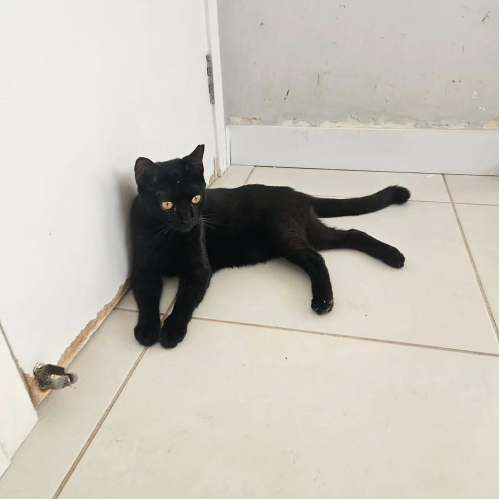Luquinha, gato de porte pequeno para adoção em Fortaleza - CE — foto 3 de 5