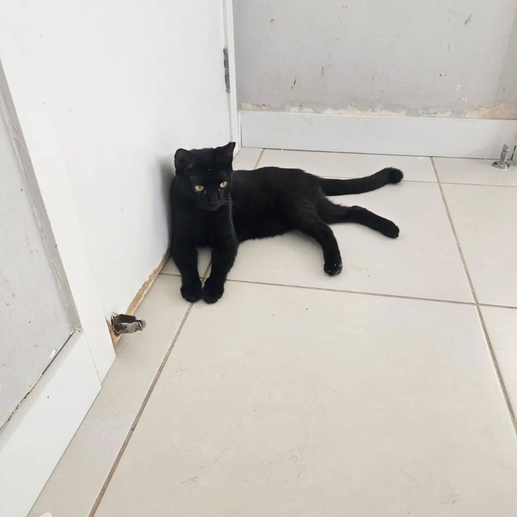 Luquinha, gato de porte pequeno para adoção em Fortaleza - CE — foto 4 de 5