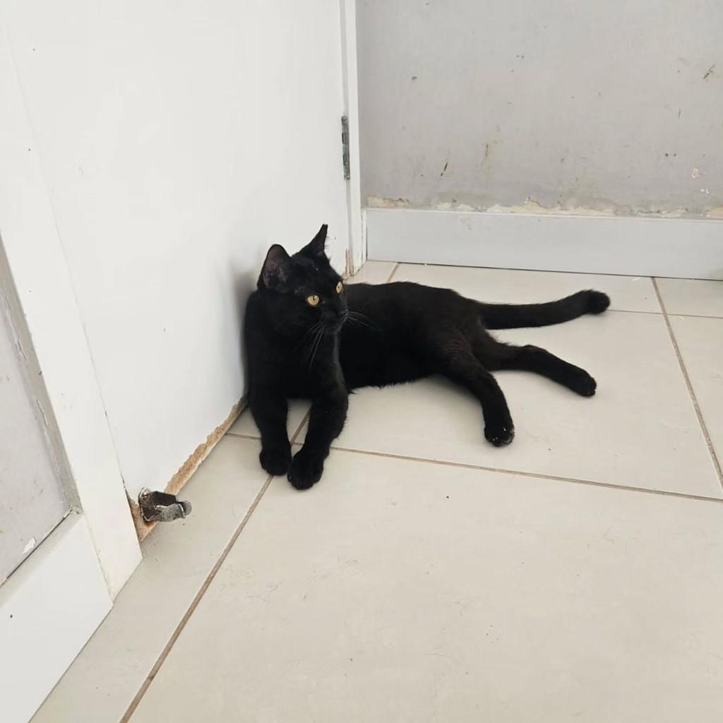 Luquinha, gato de porte pequeno para adoção em Fortaleza - CE — foto 5 de 5