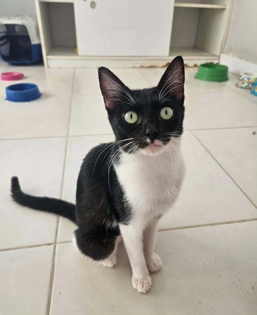 Batgirl, gata de porte pequeno para adoção em Fortaleza - CE