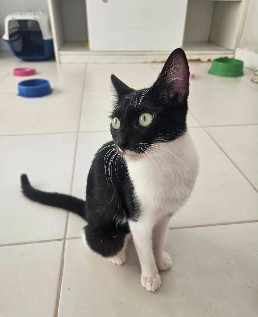 Batgirl, gata de porte pequeno para adoção em Fortaleza - CE — foto 2 de 8