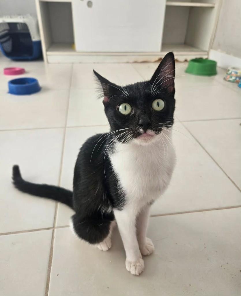 Batgirl, gata de porte pequeno para adoção em Fortaleza - CE — foto 3 de 8