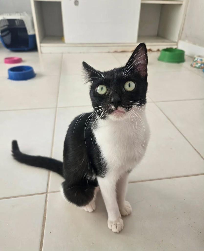 Batgirl, gata de porte pequeno para adoção em Fortaleza - CE — foto 4 de 8