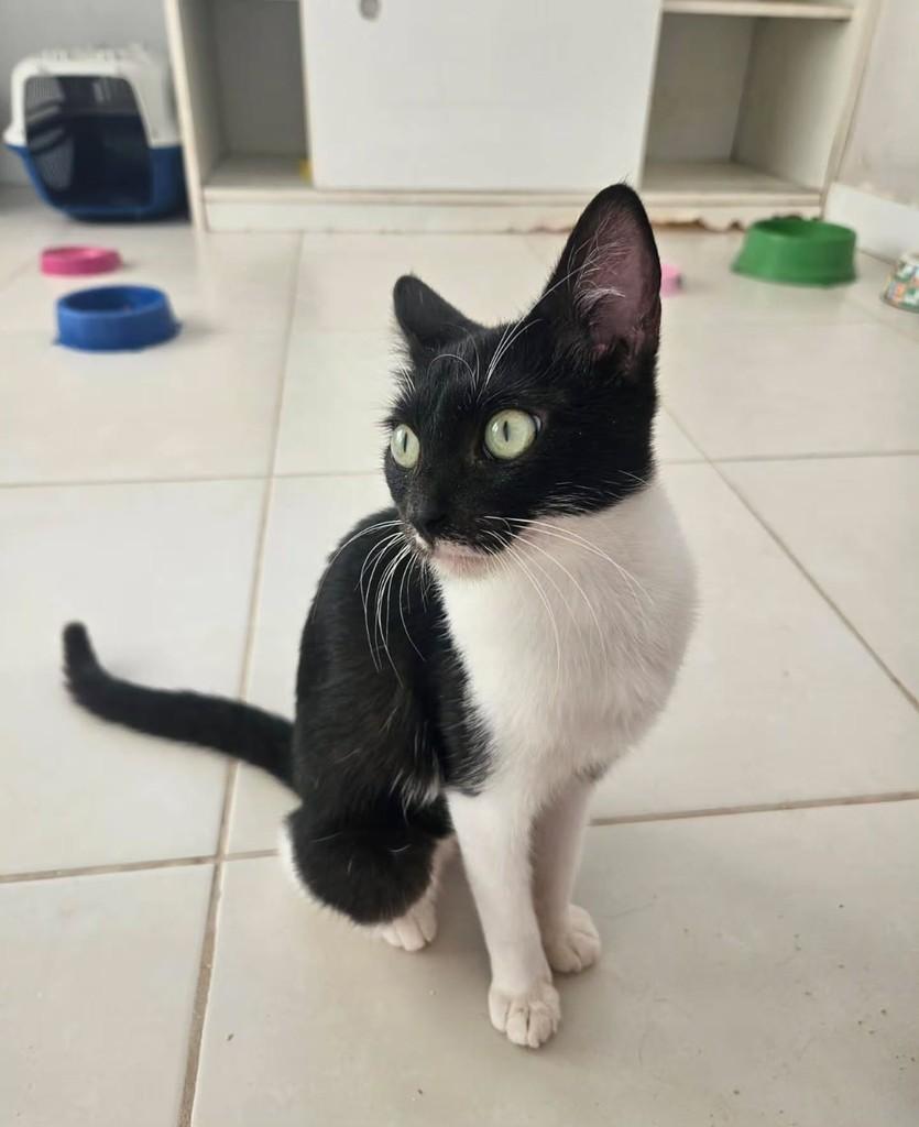 Batgirl, gata de porte pequeno para adoção em Fortaleza - CE — foto 5 de 8