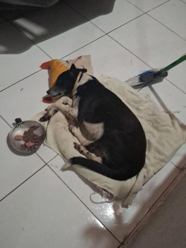 Patinha, cadela de porte médio para adoção em Fortaleza - CE