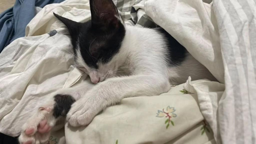 Oreo, gato de porte pequeno para adoção em Fortaleza - CE