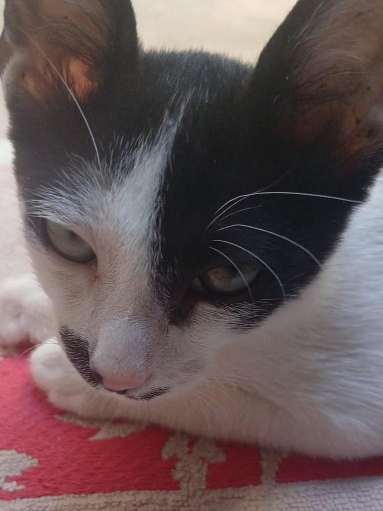 Oreo, gato de porte pequeno para adoção em Fortaleza - CE — foto 2 de 3