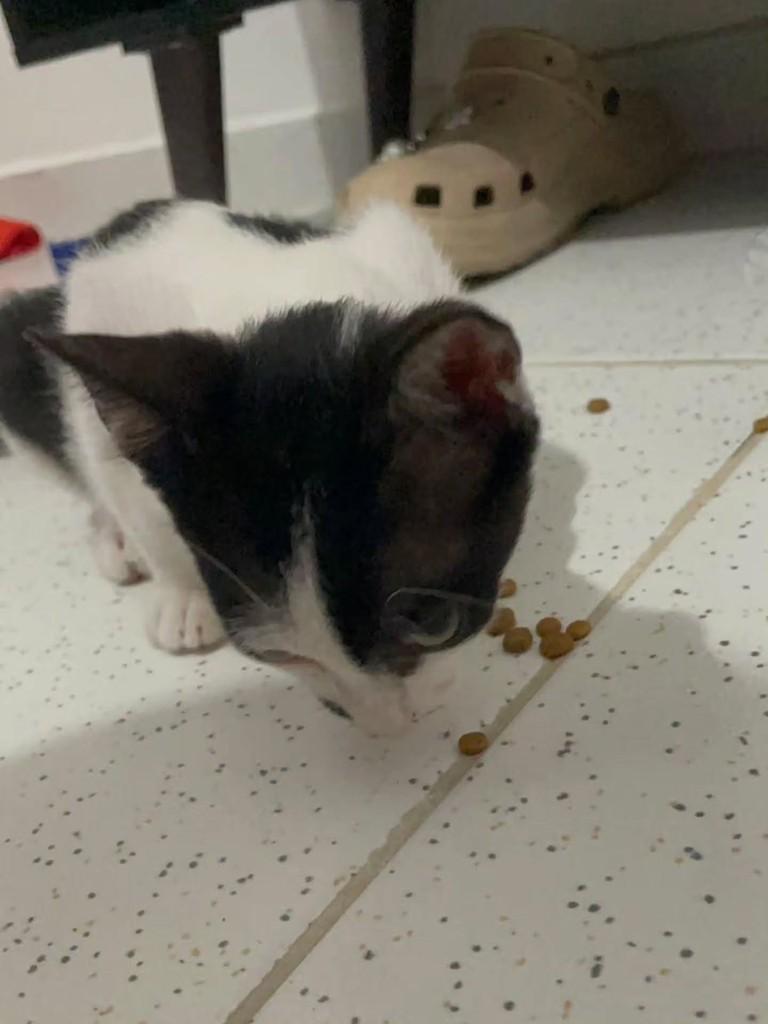 Oreo, gato de porte pequeno para adoção em Fortaleza - CE — foto 3 de 3