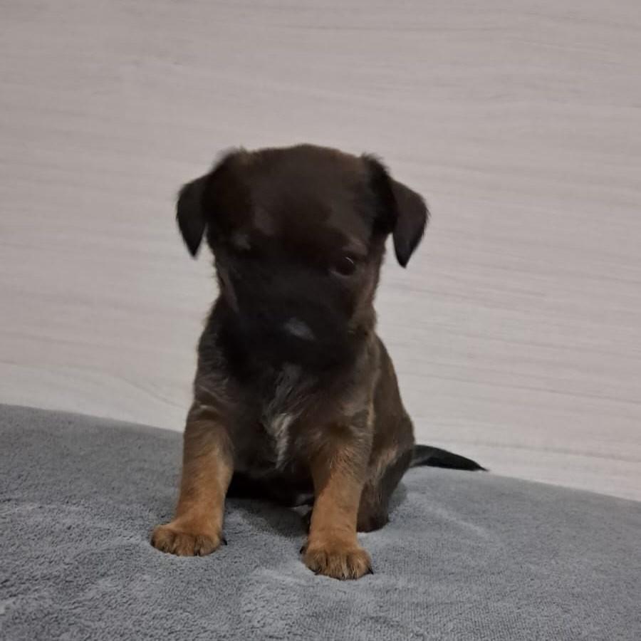 Chaly, cachorro de porte médio para adoção em Passo Fundo - RS