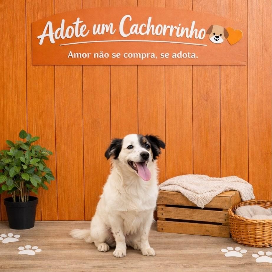 Valeria, cadela de porte pequeno para adoção em Passo Fundo - RS