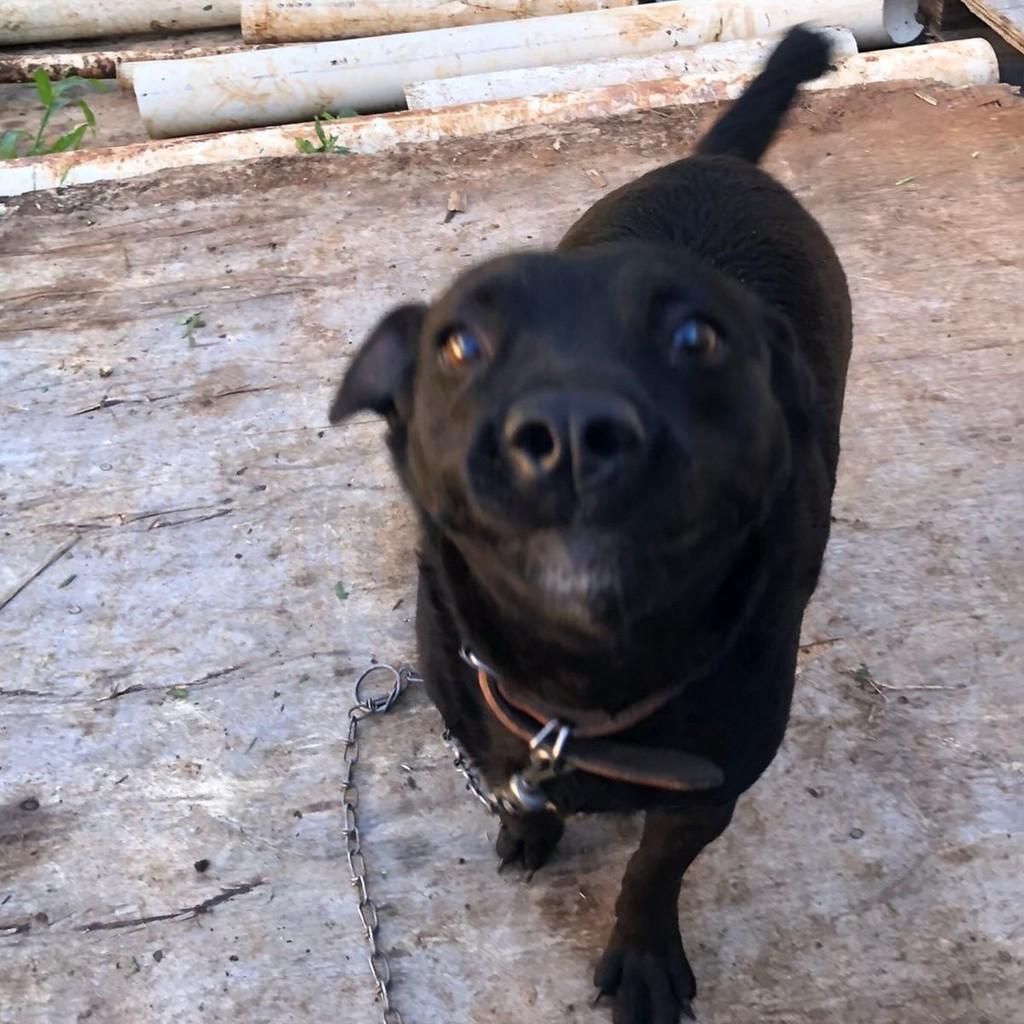 Mocinha, cachorro de porte pequeno para adoção em Passo Fundo - RS