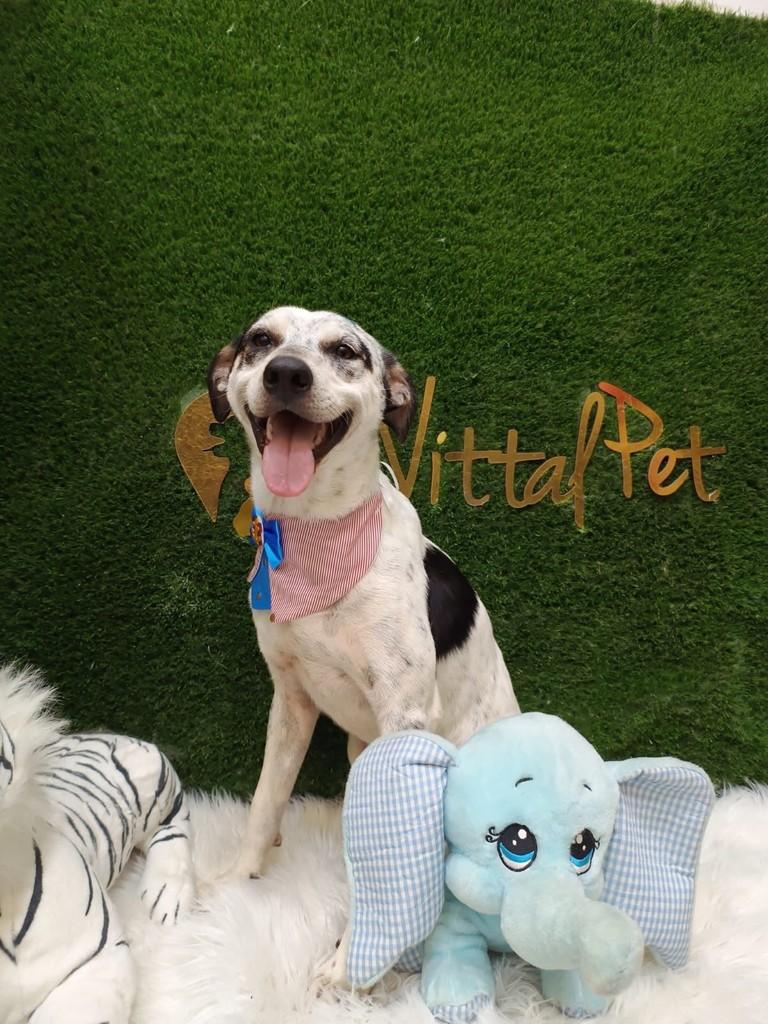 Bob, cachorro de porte médio para adoção em Passo Fundo - RS