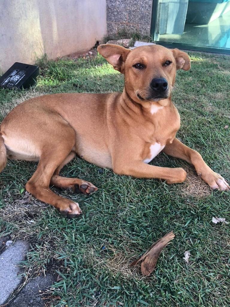 Juma, cachorro de porte médio para adoção em Passo Fundo - RS