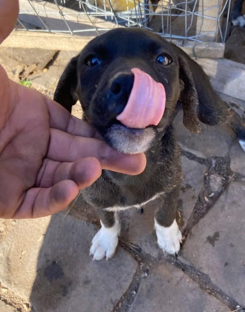 Max, cachorro de porte médio para adoção em Passo Fundo - RS