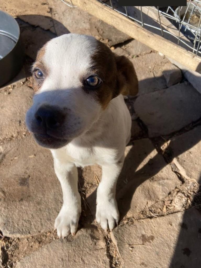 Zeus, cachorro de porte pequeno para adoção em Passo Fundo - RS