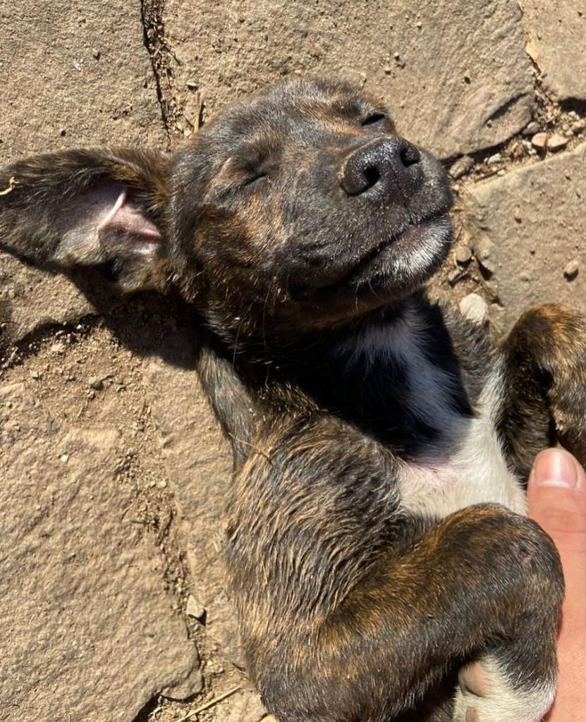 Duke, cachorro de porte pequeno para adoção em Passo Fundo - RS