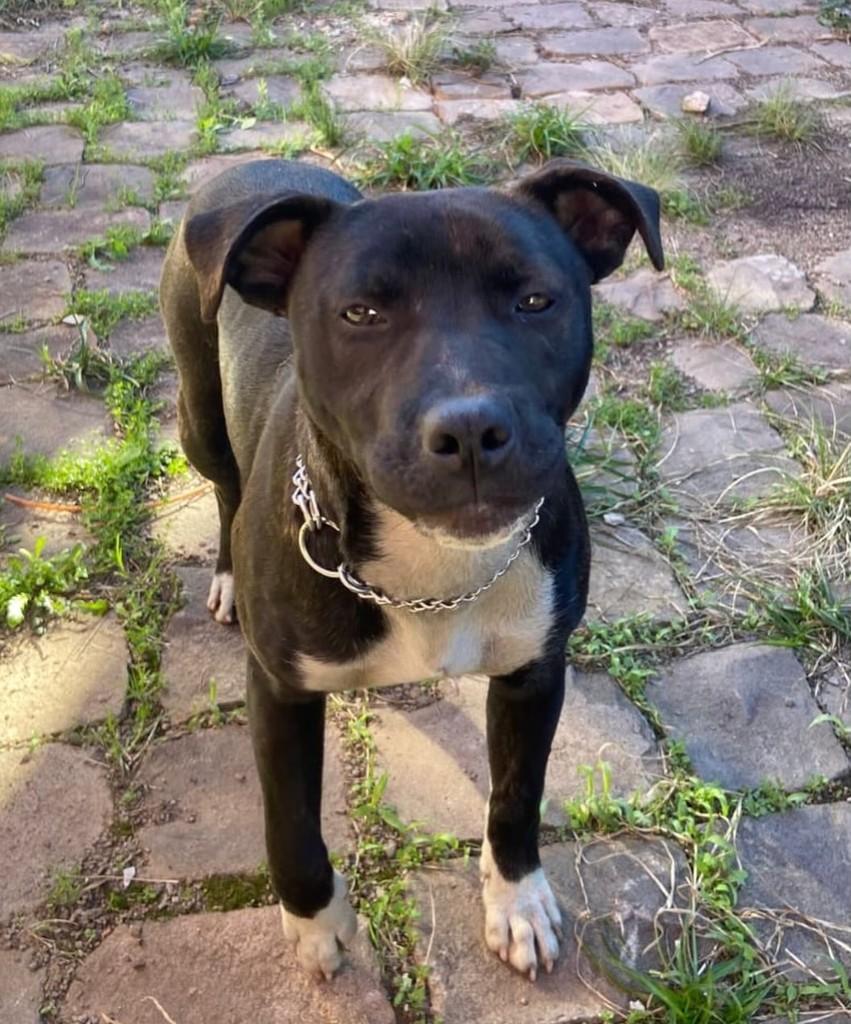 Serrana, cachorro de porte médio para adoção em Serrana - SP