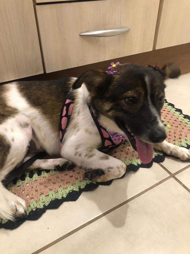 Nina, cachorro de porte pequeno para adoção em Passo Fundo - RS