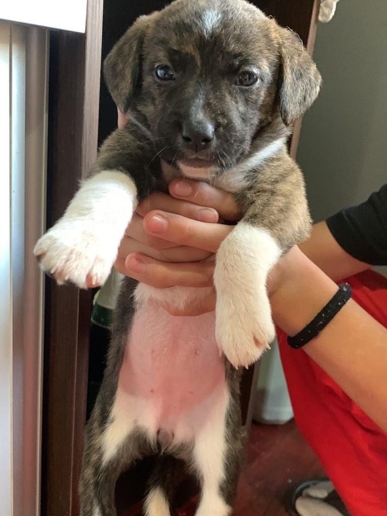 Cherry, cadela de porte médio para adoção em Passo Fundo - RS
