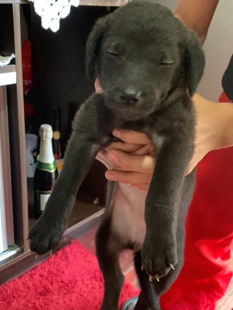 Nutella, cadela de porte médio para adoção em Passo Fundo - RS